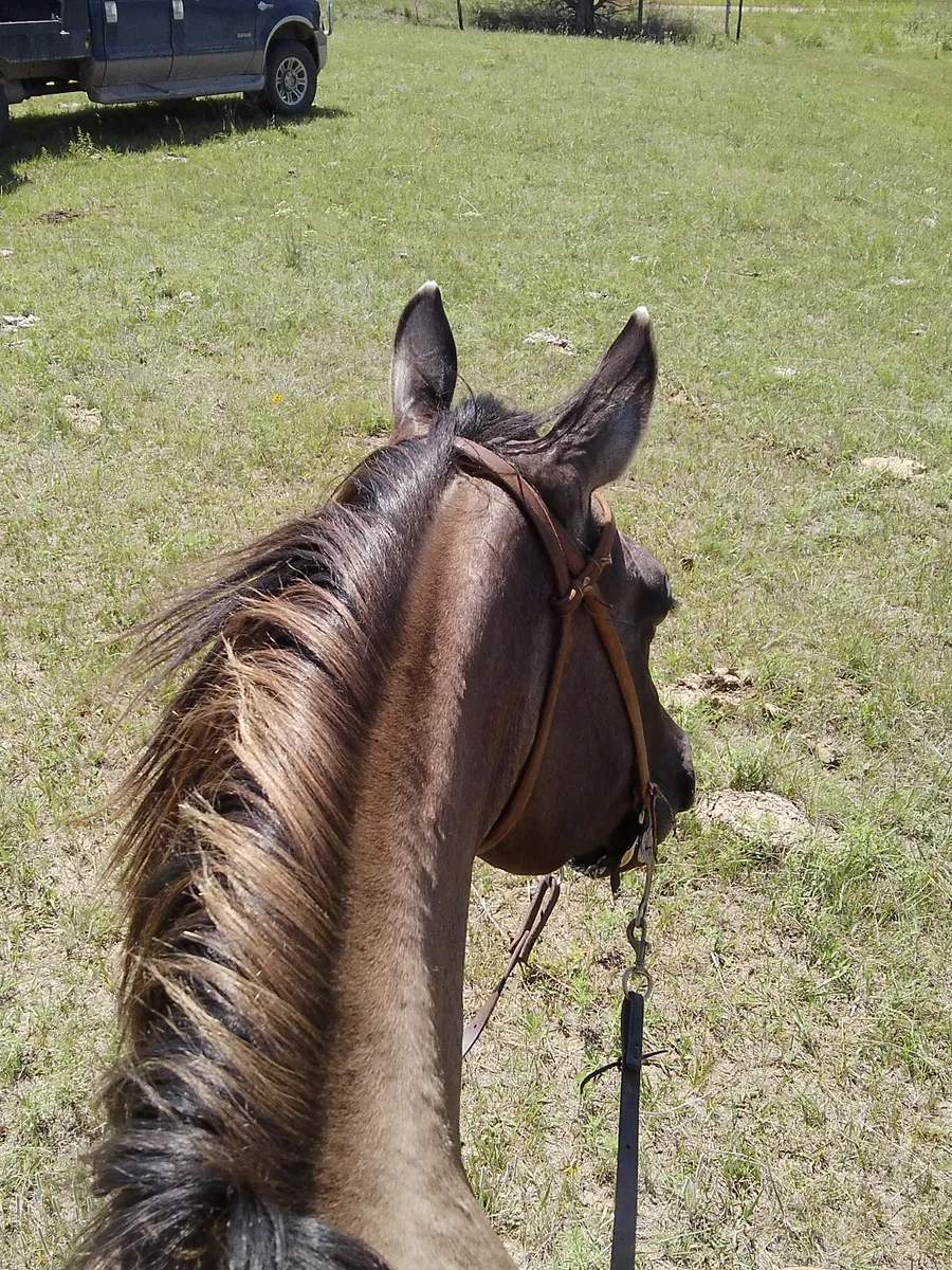 The view between a dun horse's ears, looking out over a grassy pasture.