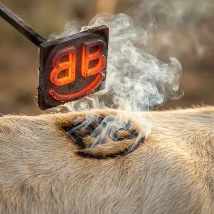 An illustration of a branding iron lifted away from hide, leaving a smoking BB brand.