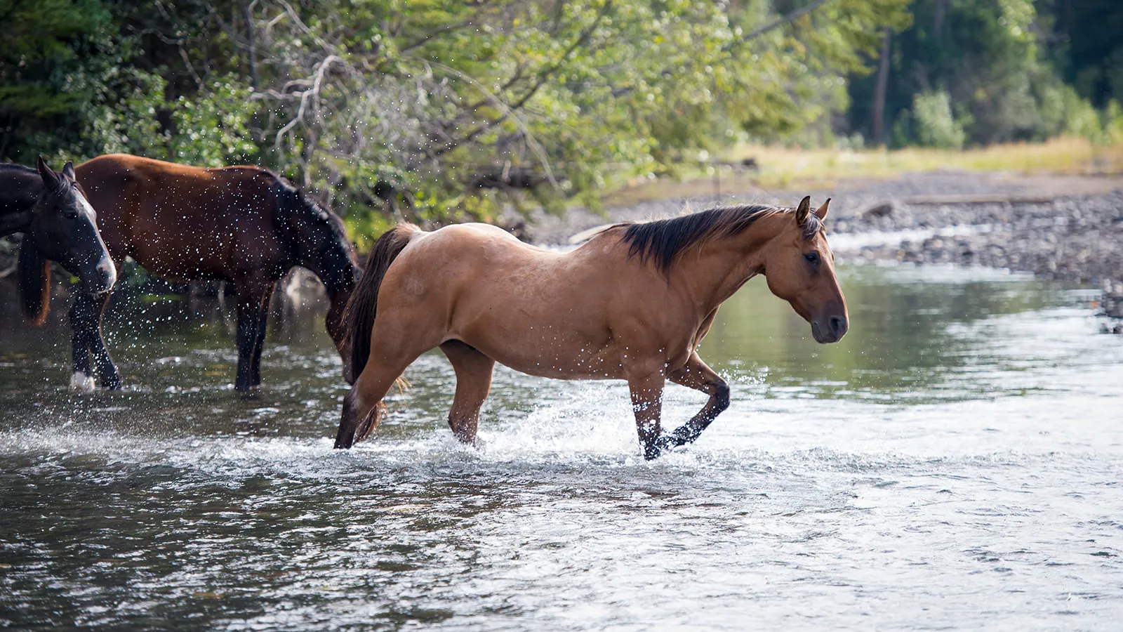 A buckskin horse wading across a shallow river, with two more horses behind.
