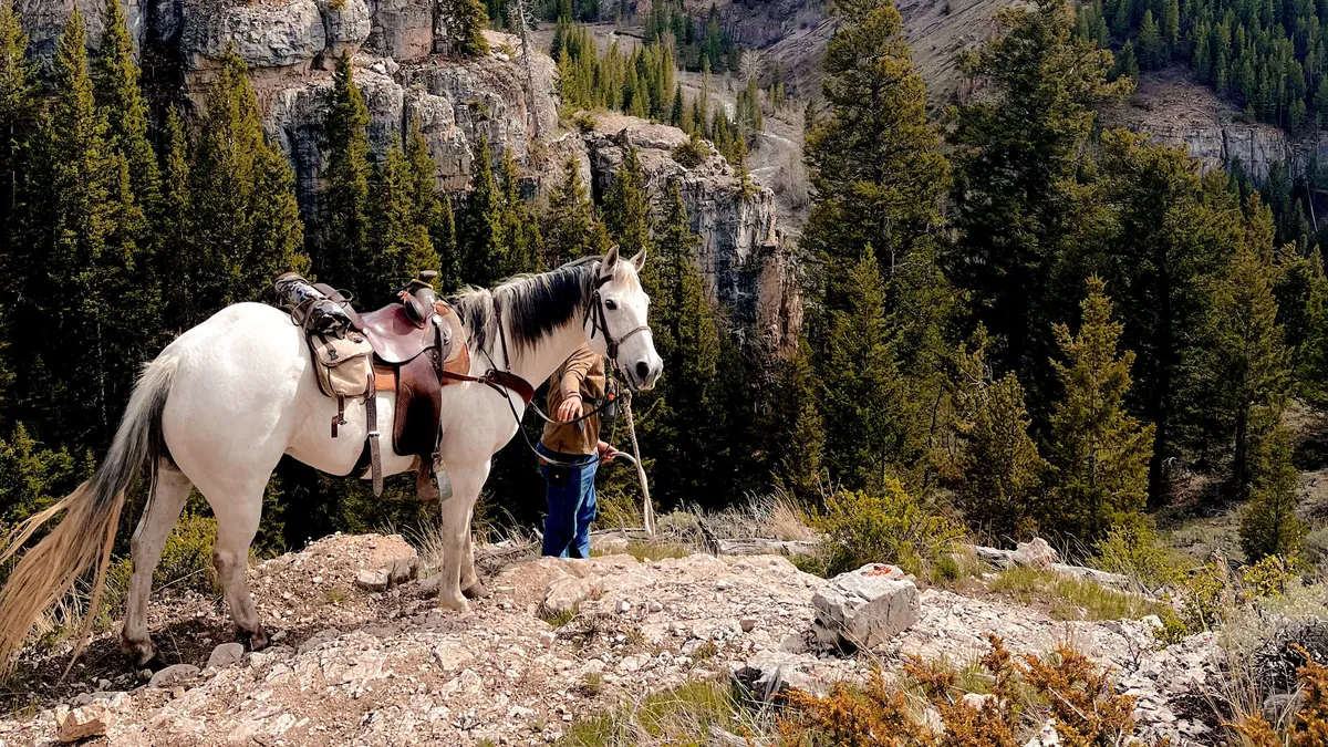 A saddled white horse on a rocky ridge above pine forest and cliffs.