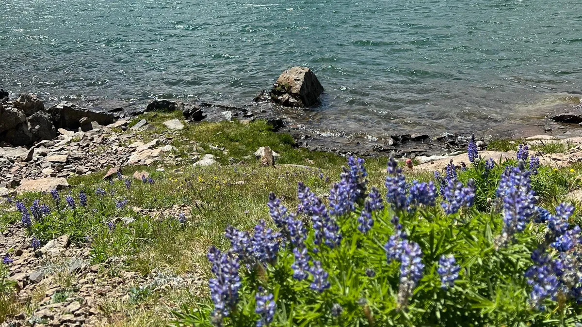 Purple lupines on the rocky shore of a clear mountain lake.