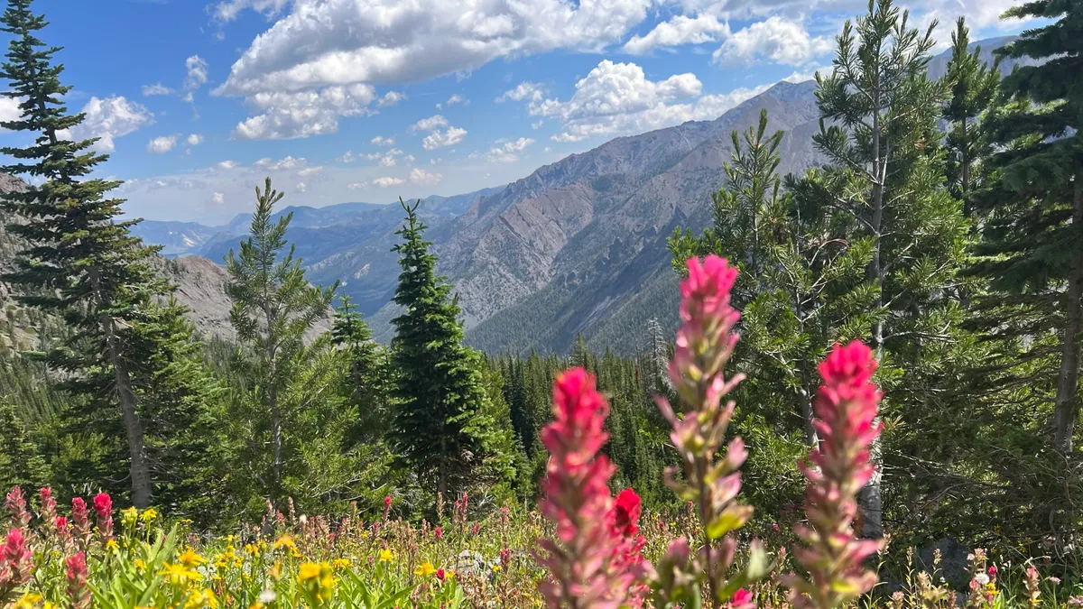 Red paintbrush and yellow wildflowers in a meadow, with pines and mountains behind.