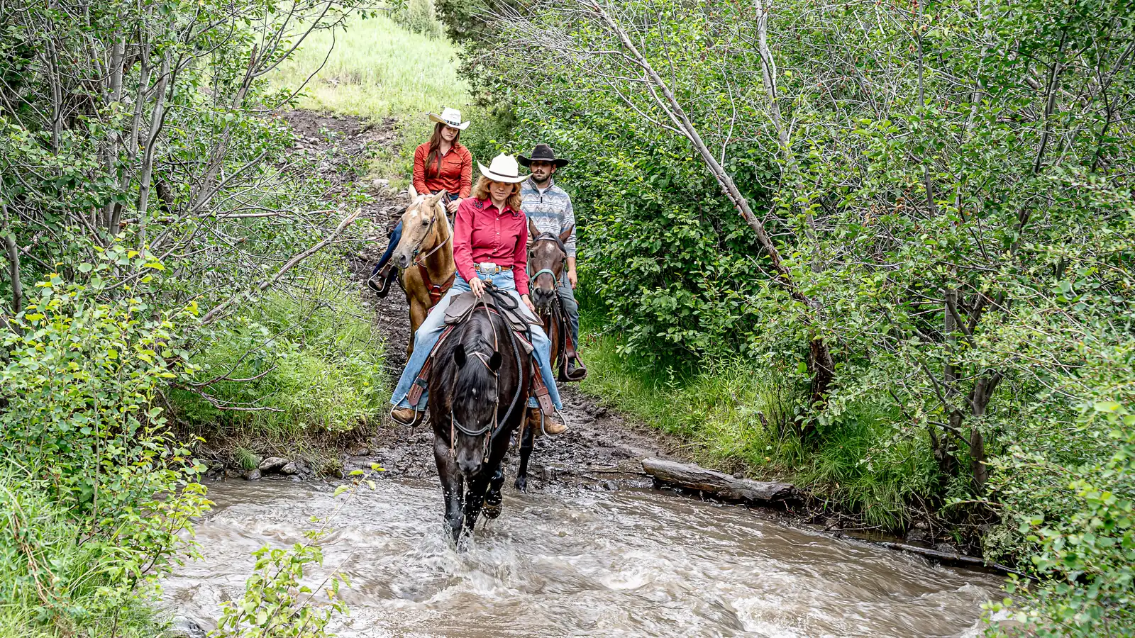 A rider in a red shirt leading two others on horseback up a creek through green brush.