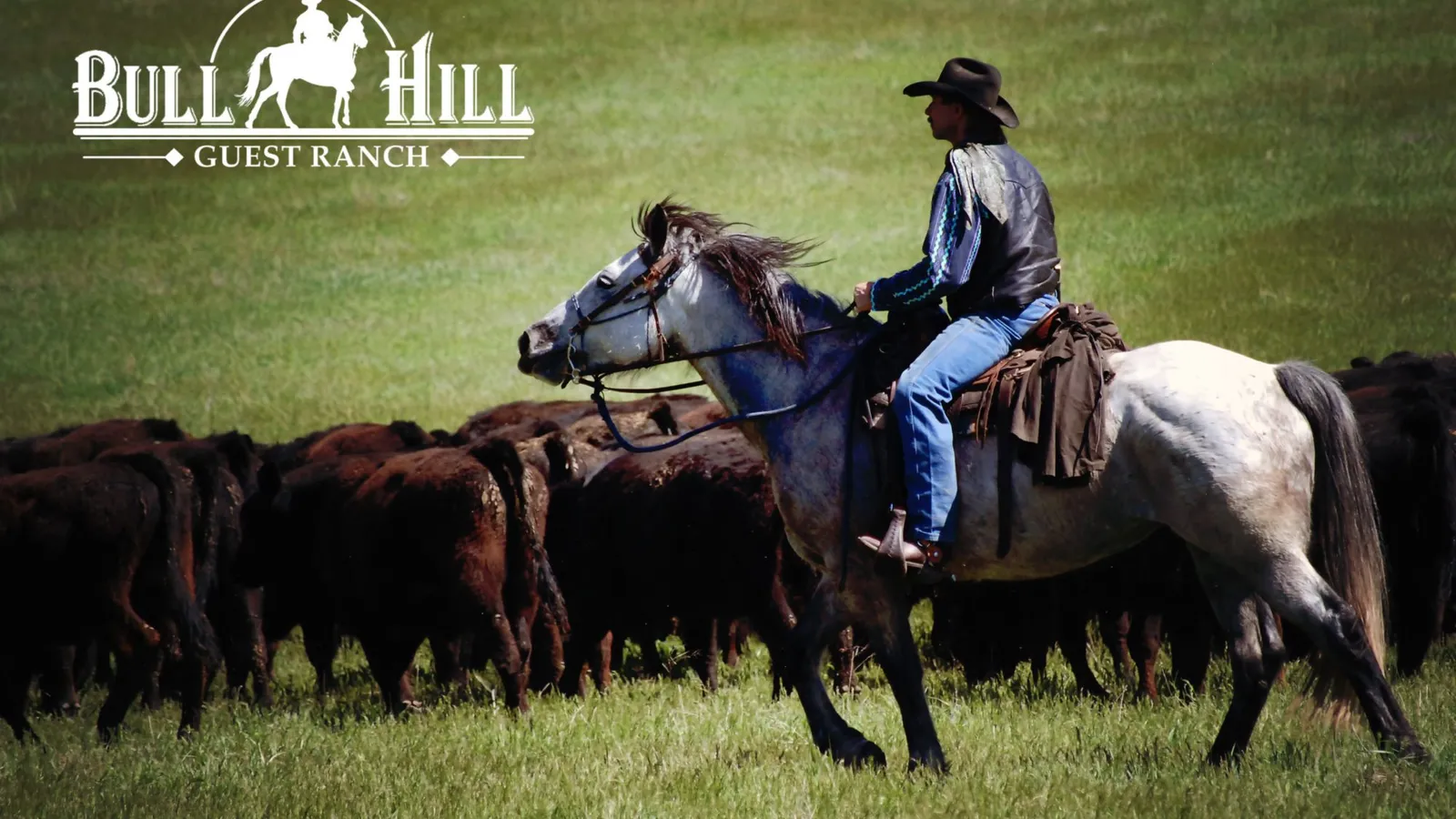 A rider on a gray horse moving a herd of dark red cattle through green grass.