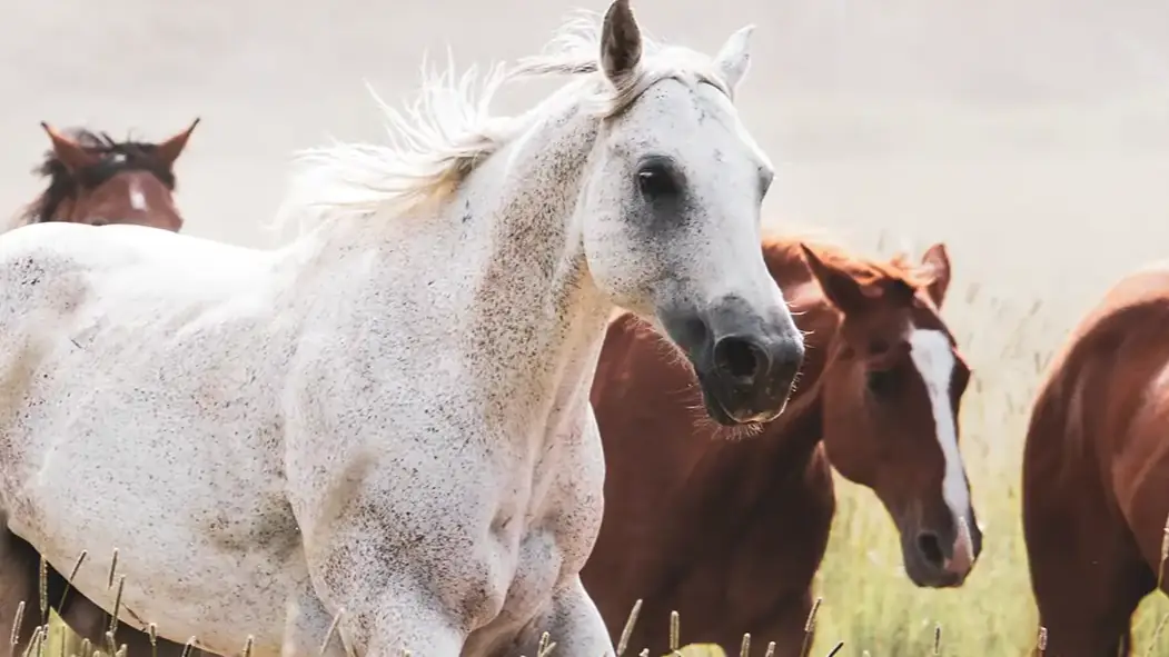 A white horse and two bay horses close together in a herd.