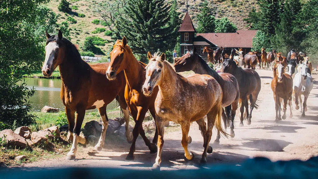 Horses being brought in along a dirt road past the ranch buildings.