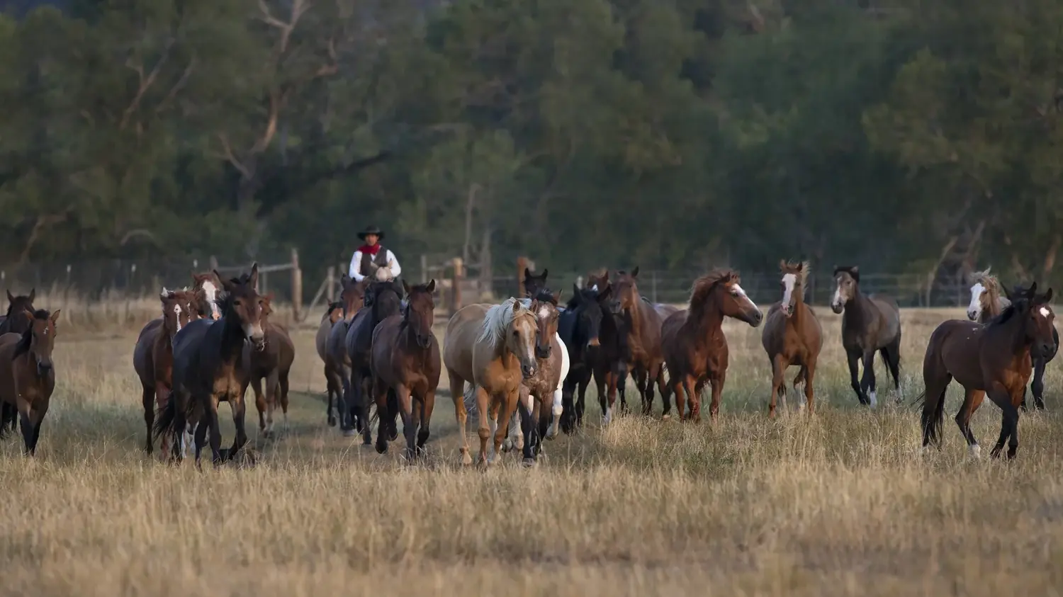 A wrangler bringing a herd of horses in across a grassy meadow.