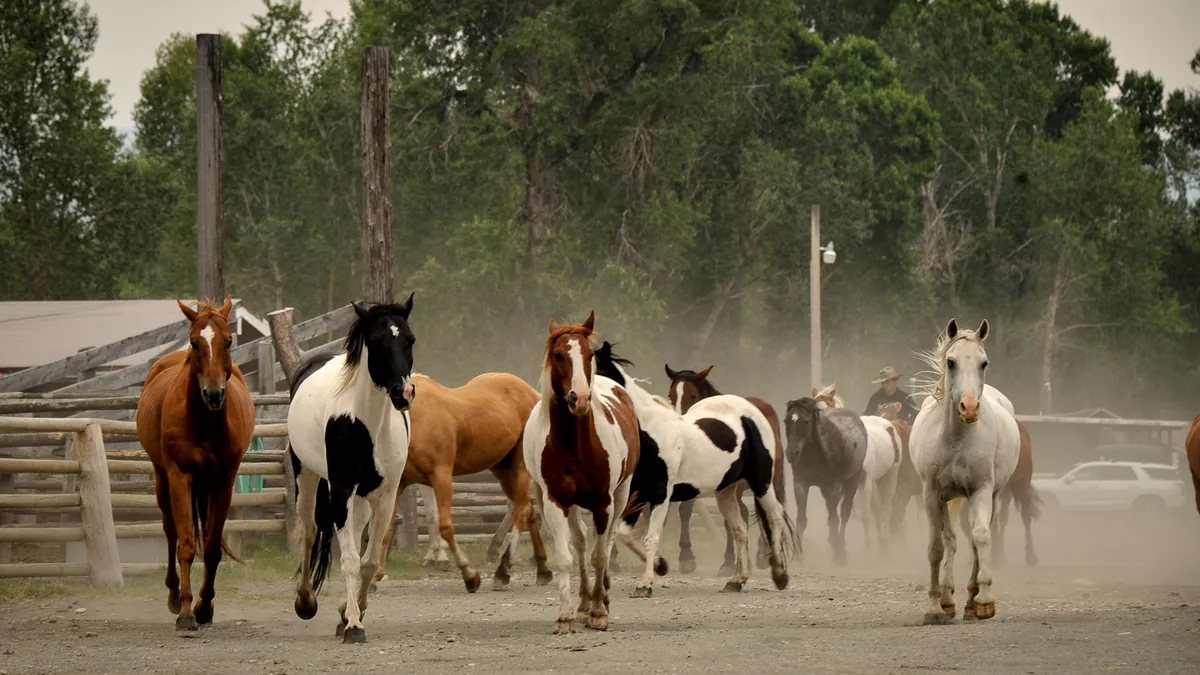 Paint and sorrel horses trotting out of a dusty corral.