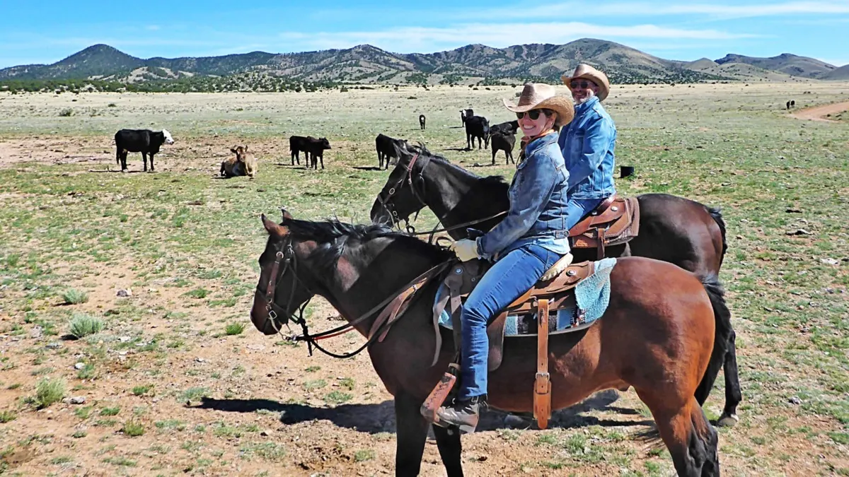 Two riders on horseback among grazing black cattle, with mountains behind.