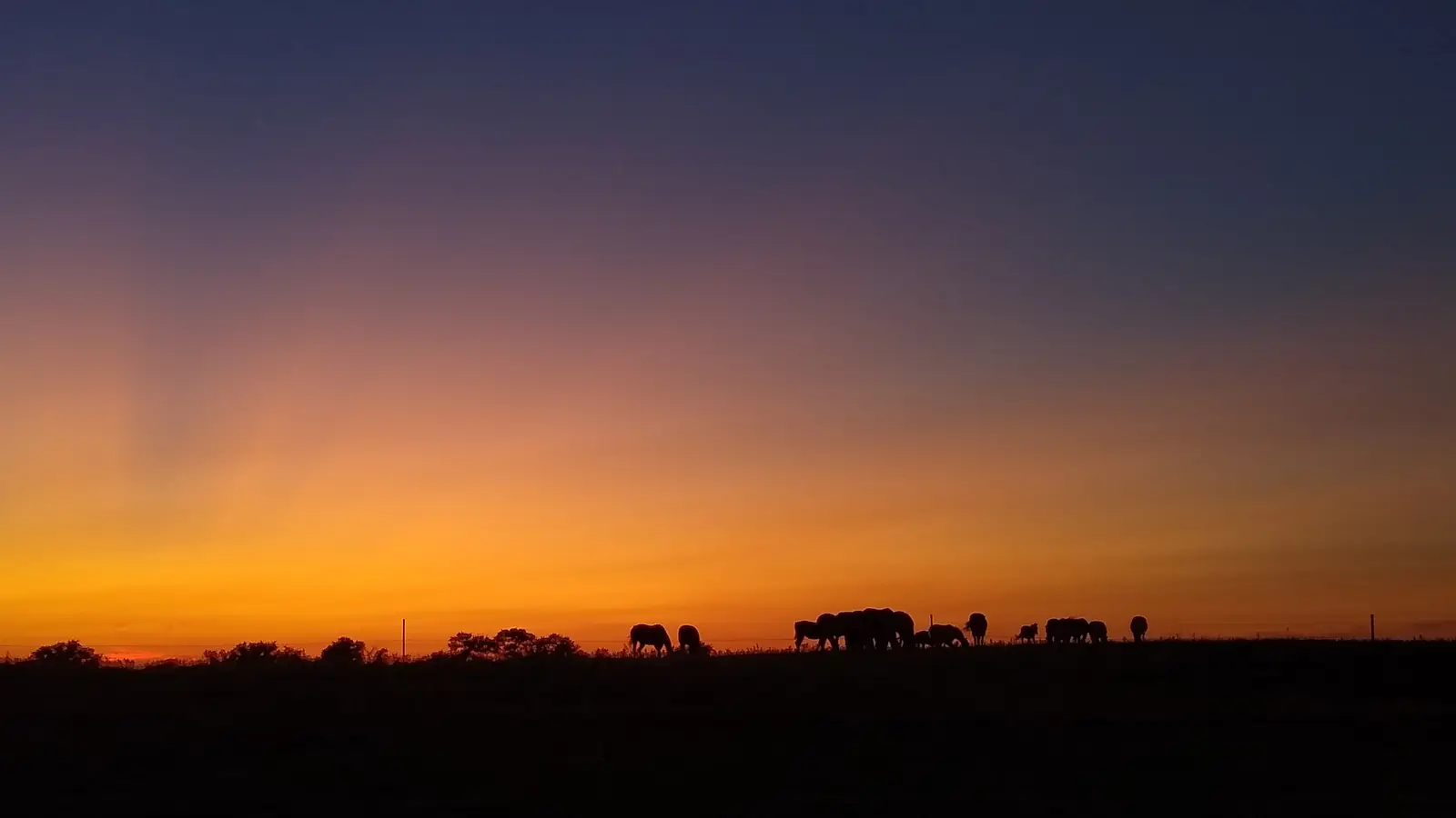 Horses silhouetted on the open prairie against an orange sunset.