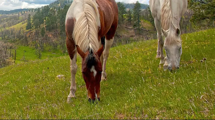 A paint horse and a white horse grazing on a steep green hillside.