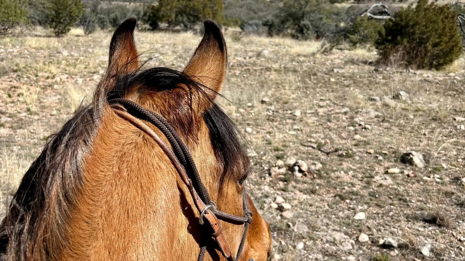 A view between a buckskin horse's ears looking out over rocky desert ground.