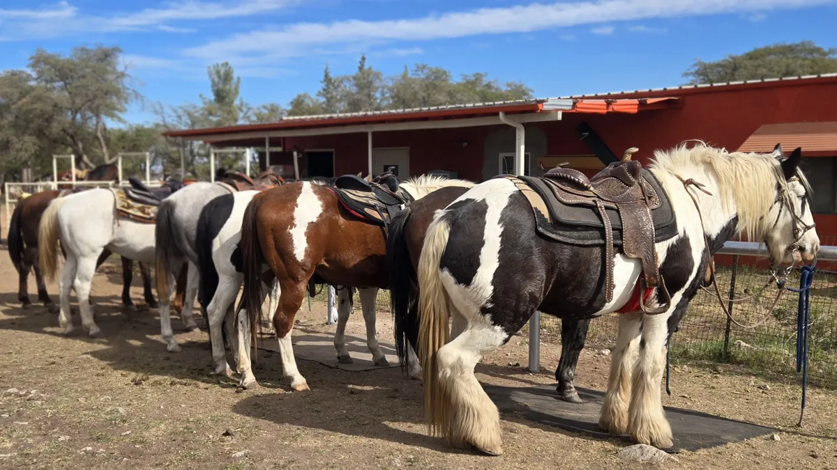 A line of saddled horses, a big paint draft in front, tied outside a red barn.