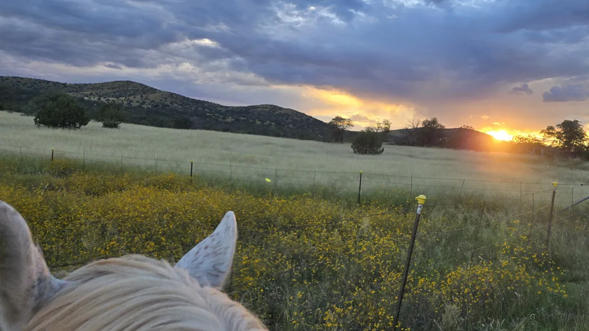 Sunset over a grassy pasture and yellow wildflowers, seen between a pale horse's ears.
