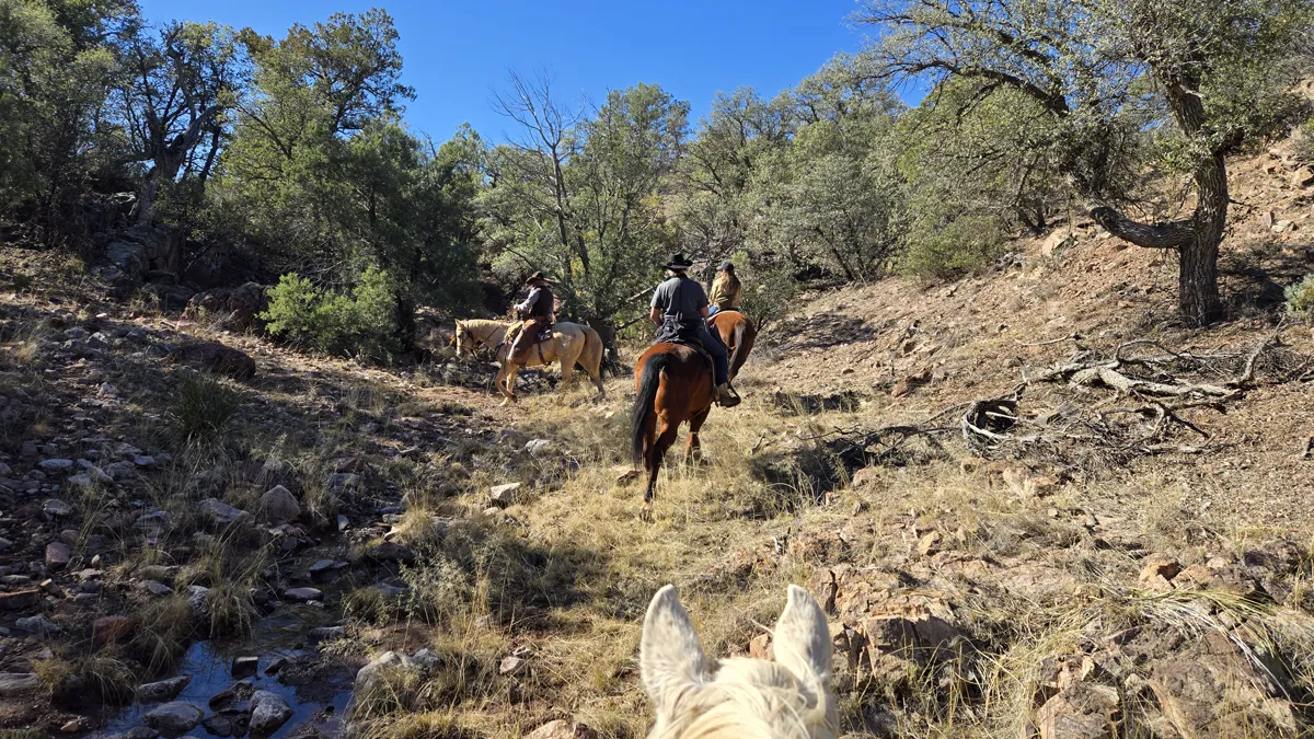 Riders following a rocky creek bed up a wooded canyon, seen between a pale horse's ears.