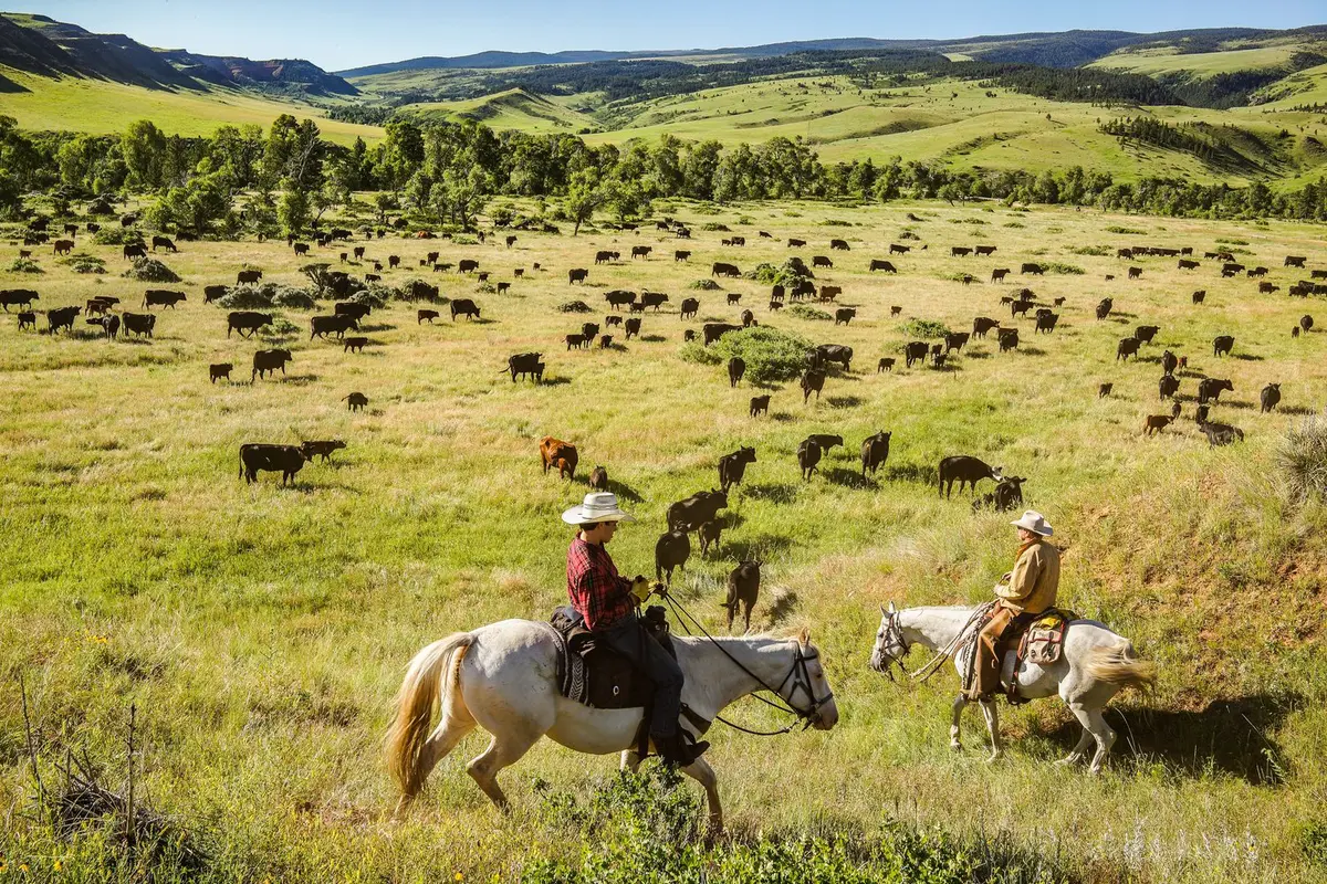 Two riders pushing a large herd of cattle across green Bighorn foothills.
