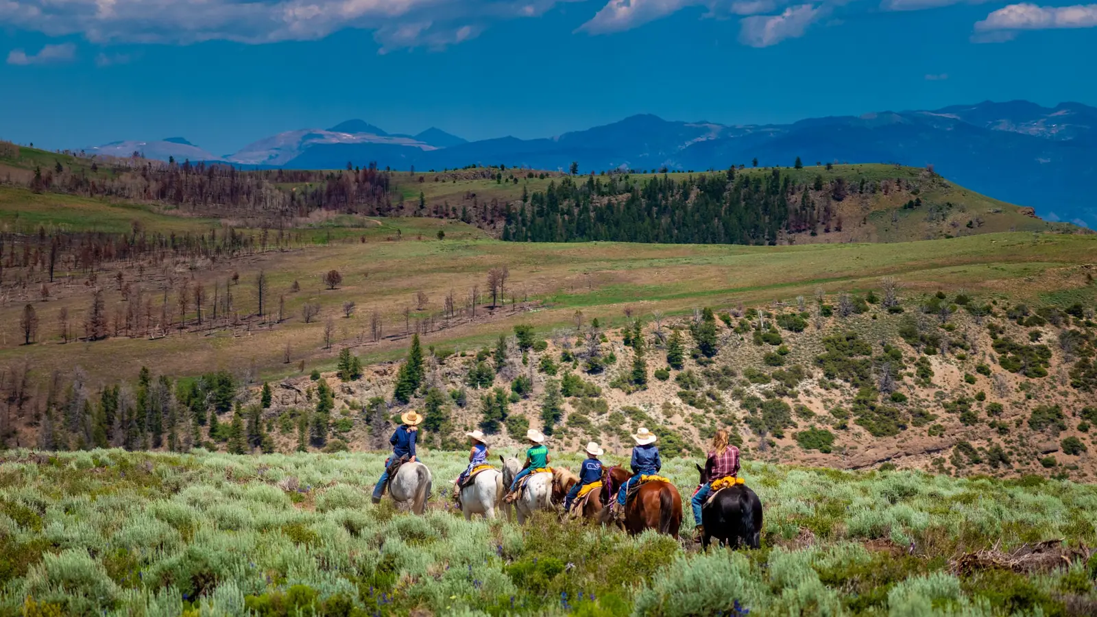 A line of riders crossing a sagebrush ridge with mountains in the distance.