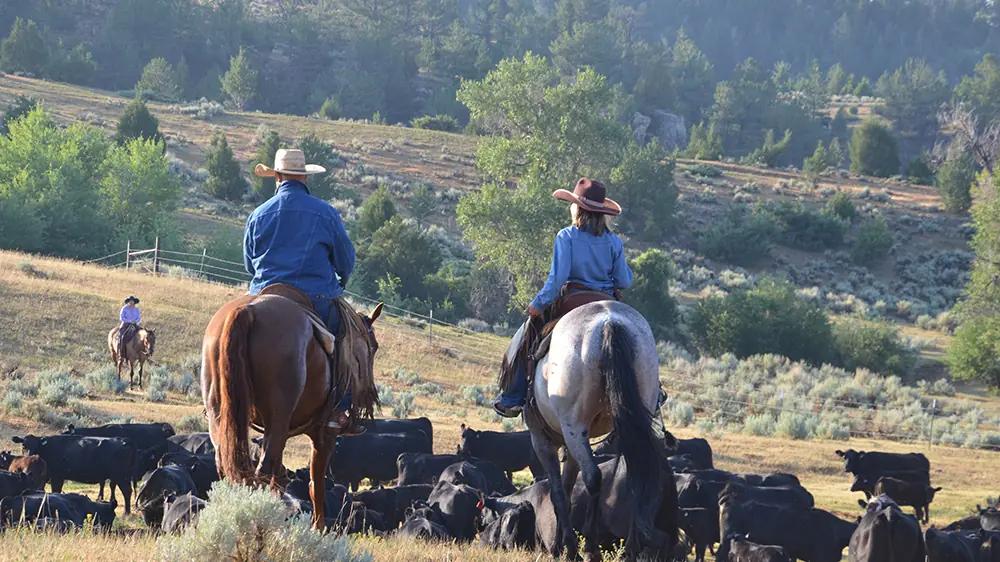 Two riders on horseback watching over black cattle on a brushy hillside.