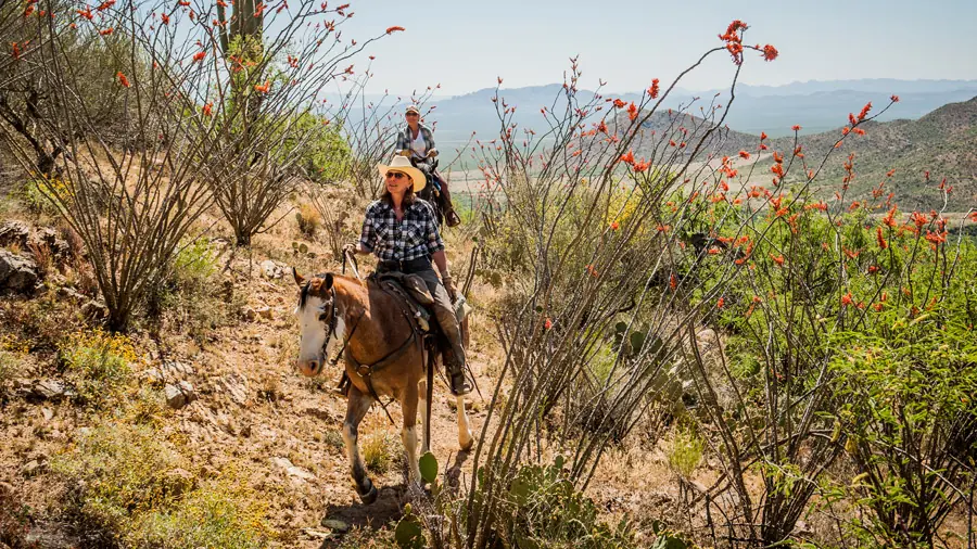 Riders on a desert trail through blooming ocotillo with mountains in the distance.