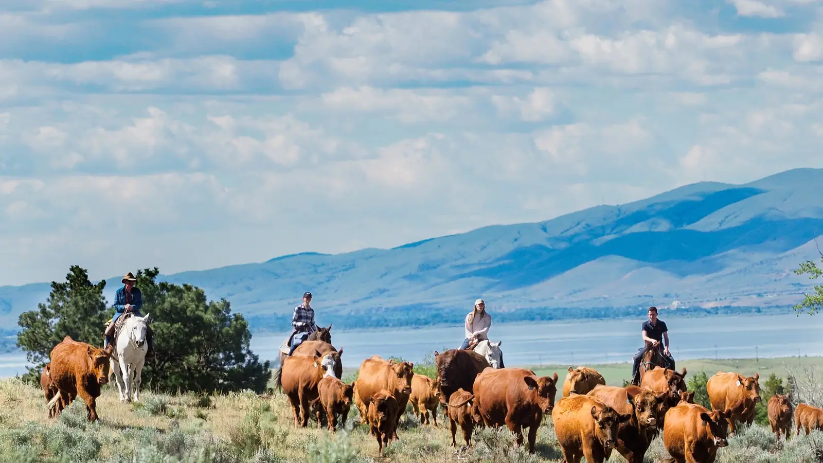 Riders moving red cattle through tall grass with a lake and mountains behind.