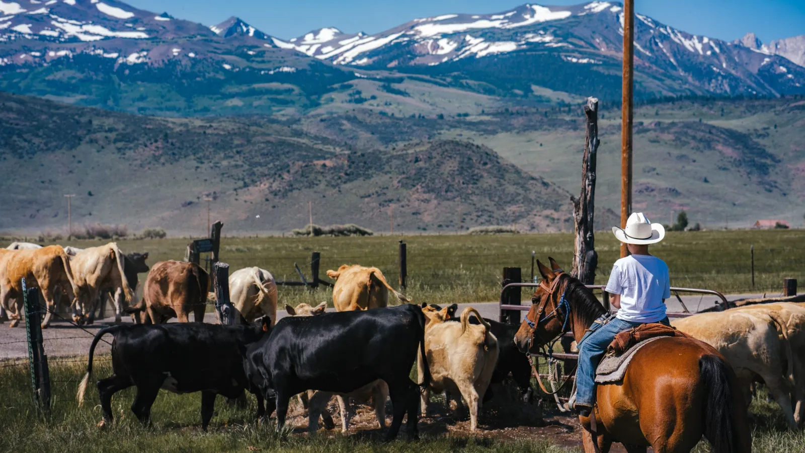 A young rider working cattle in a corral below snow-capped mountains.