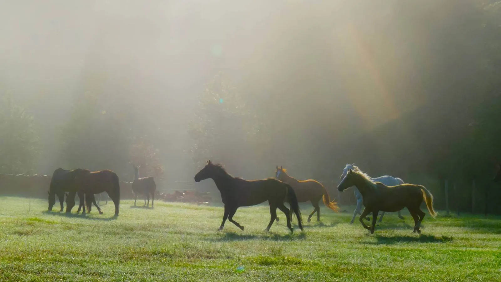 Horses running across a green pasture through morning mist.