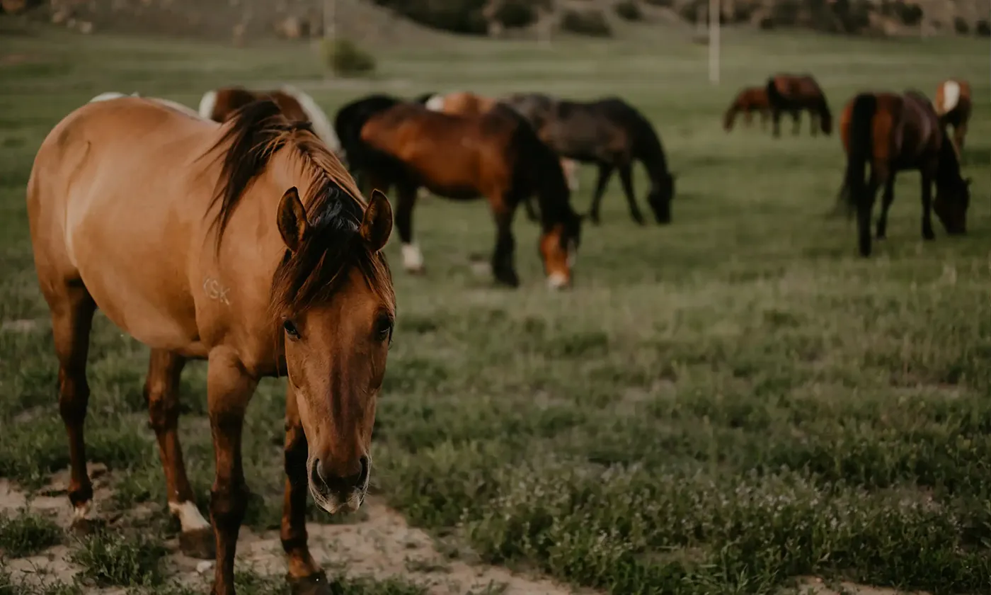 Horses grazing in a green pasture with a buckskin horse in front.