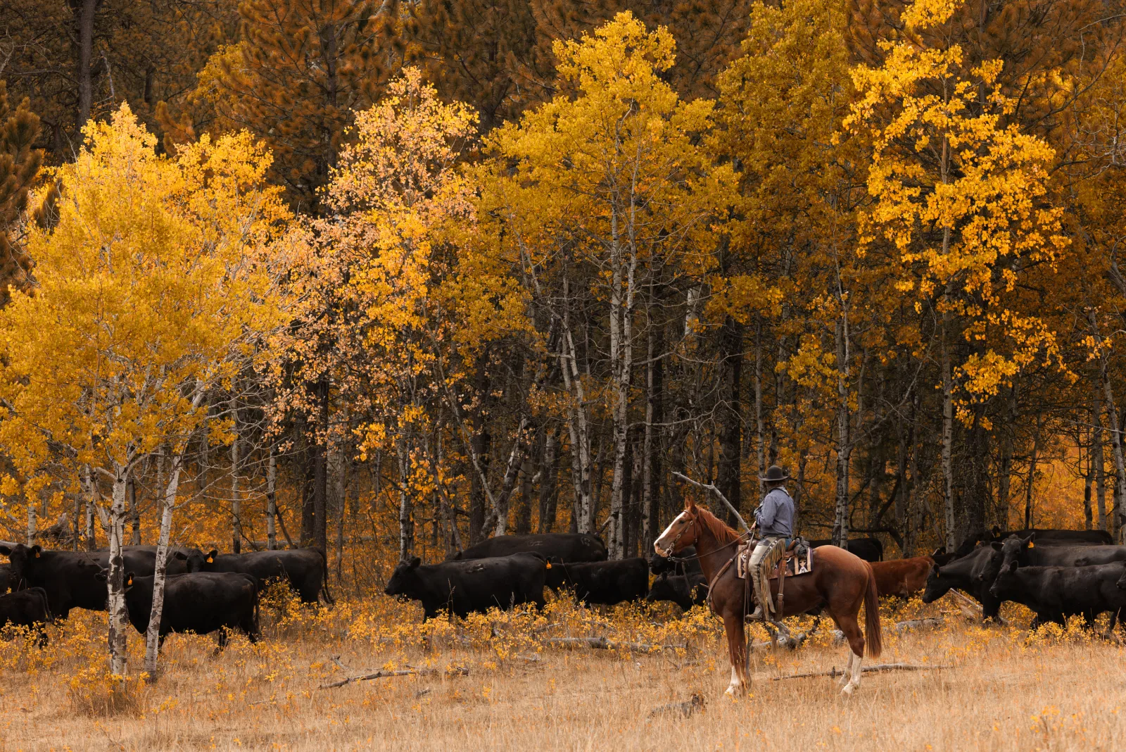 A rider on a sorrel horse beside black cattle under bright yellow aspens.