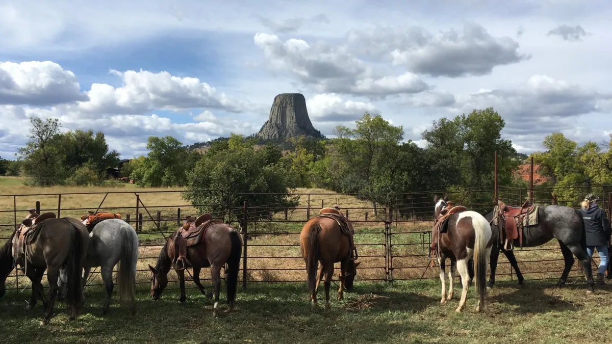 Saddled horses at a corral fence, with Devils Tower rising above the trees behind.