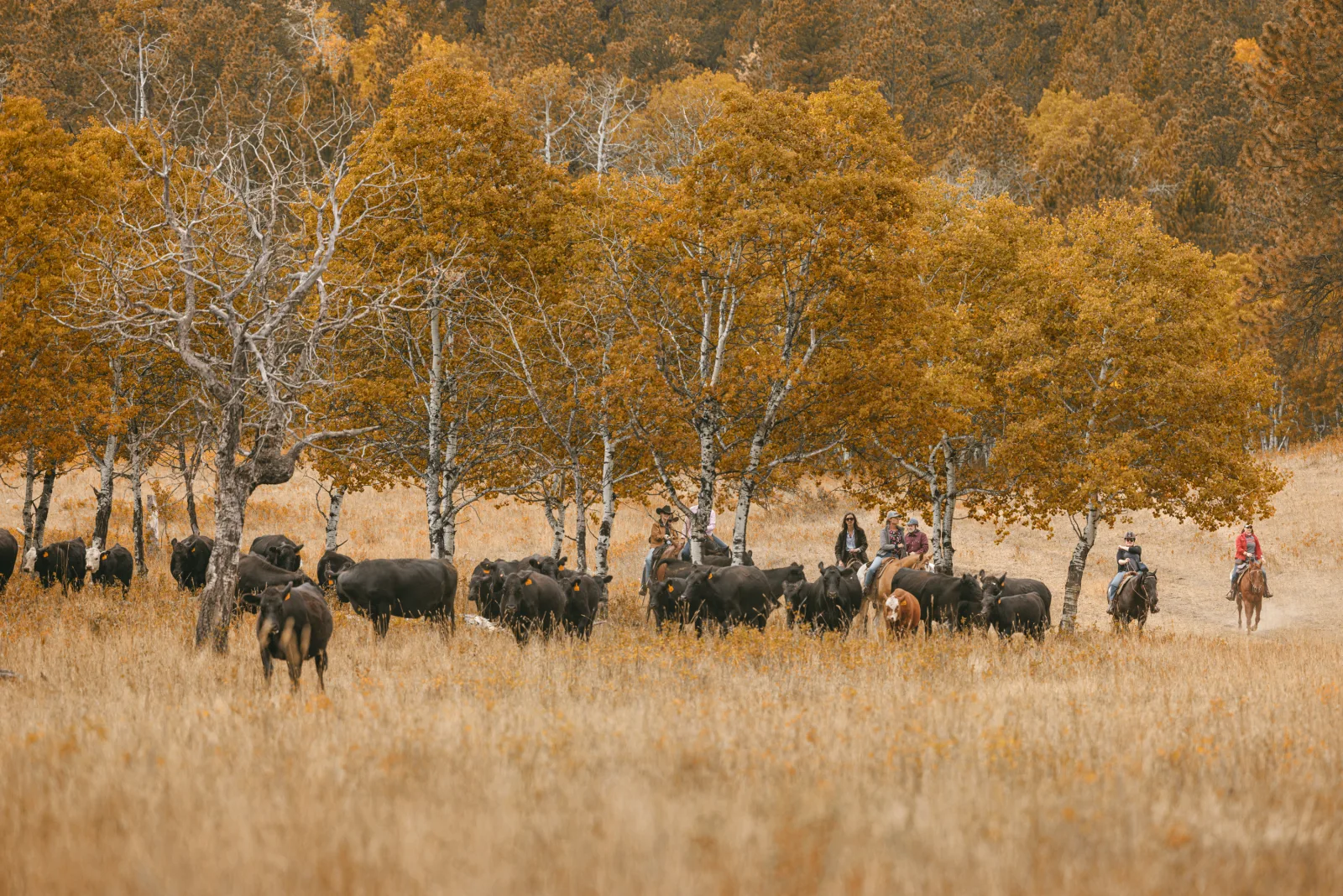 Riders gathering black cattle through golden grass below a stand of yellow aspens.