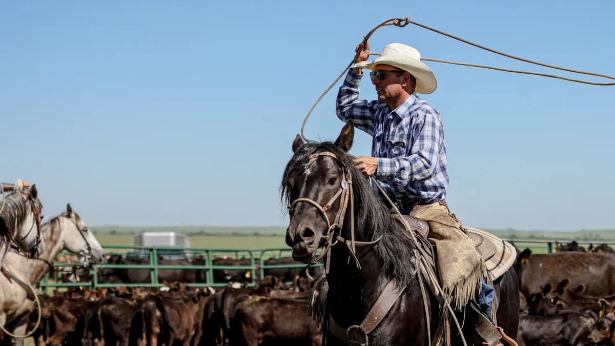 A cowboy on a dark horse swinging a rope beside a pen full of calves.