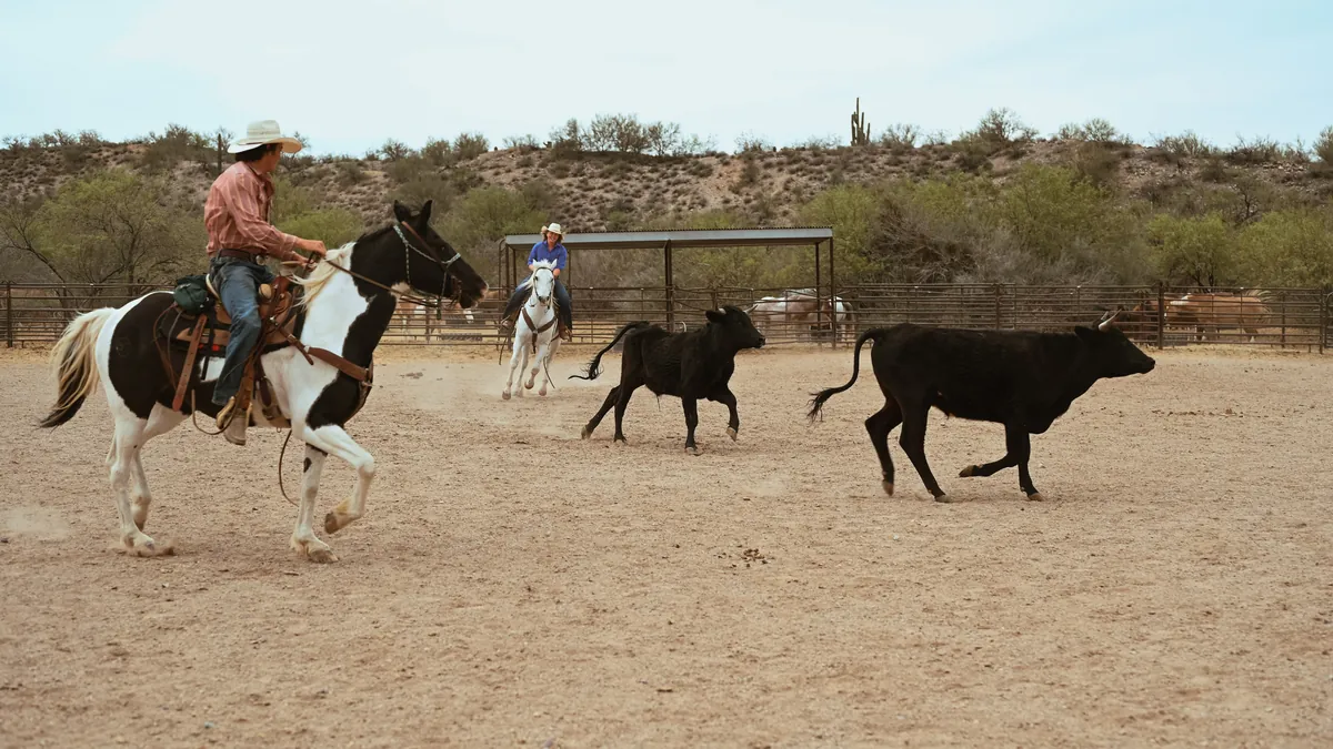 Two riders working black cattle in a sandy arena.