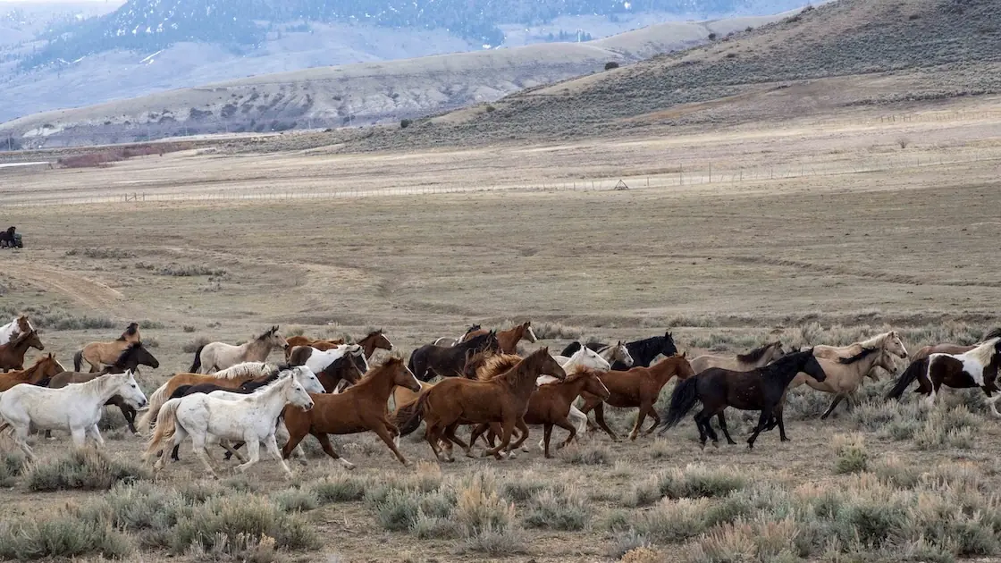 A herd of horses running across a sagebrush valley below bare hills.