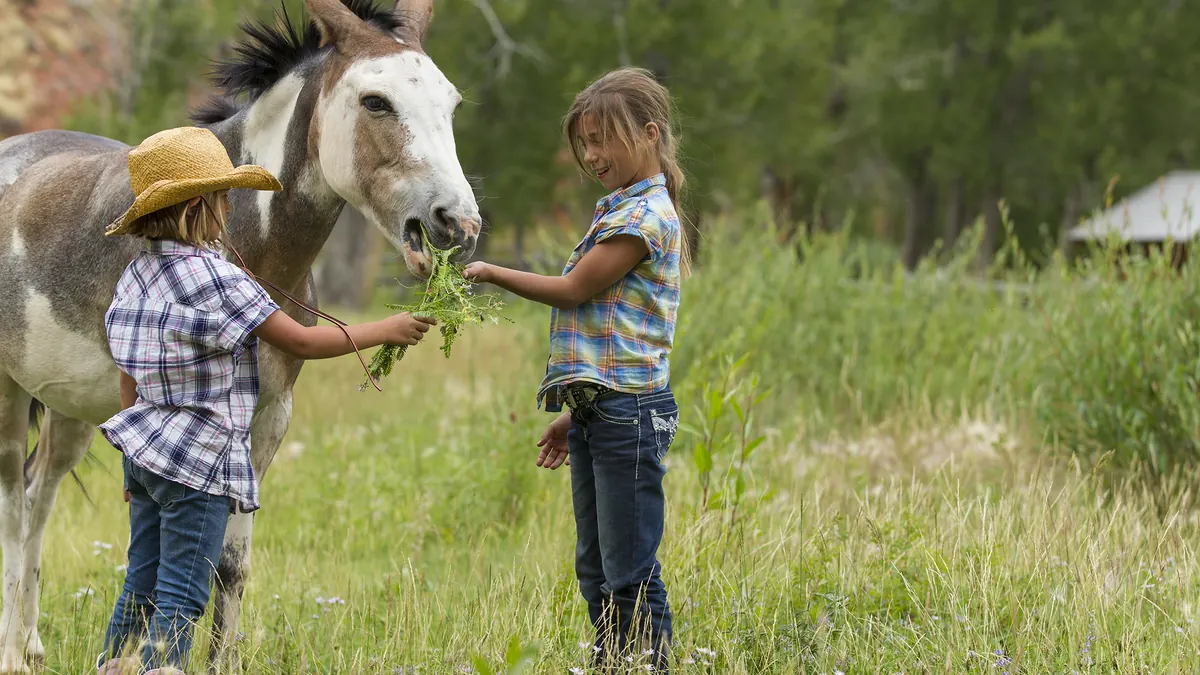 Two girls in western shirts feeding green leaves to a paint mule in a meadow.