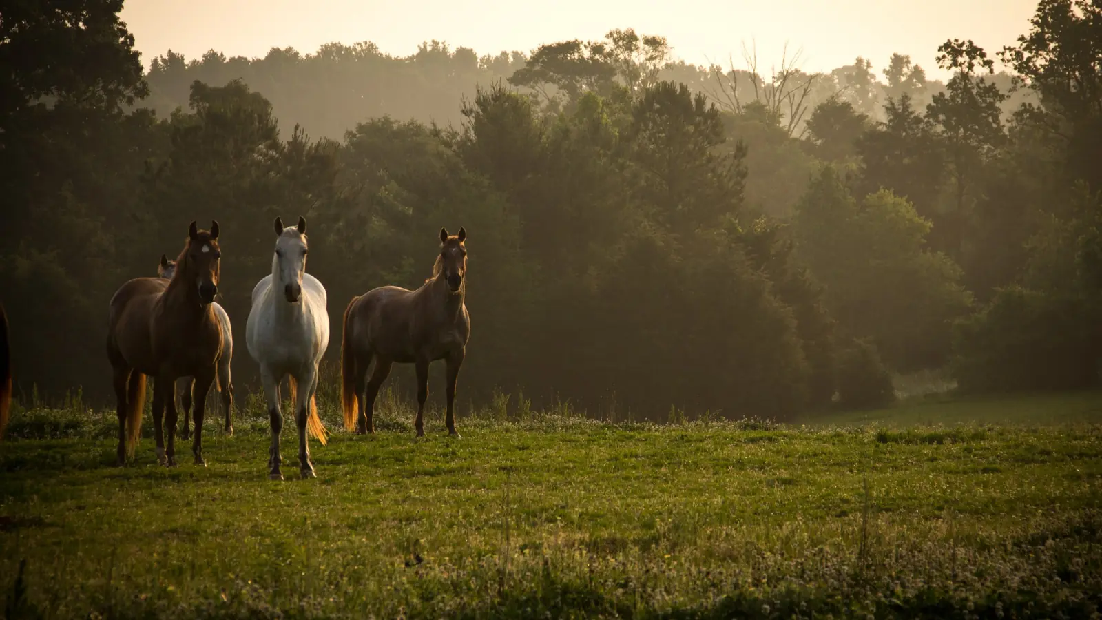 Three horses standing in a misty meadow at sunrise.