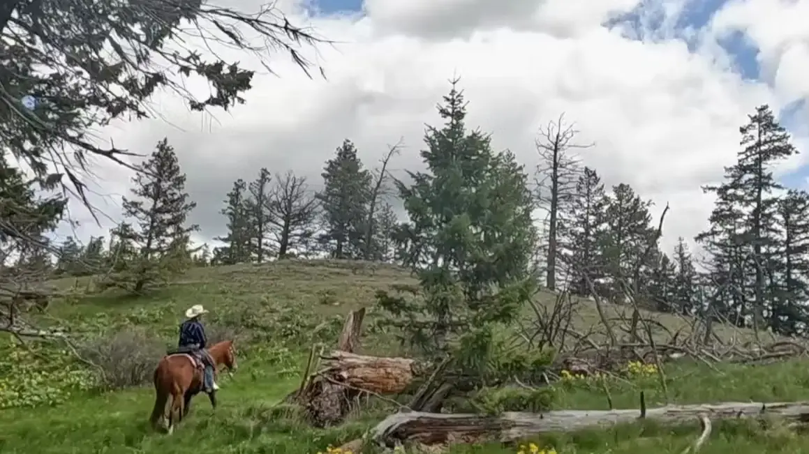 A rider on a sorrel horse on a grassy slope among pines and fallen logs.