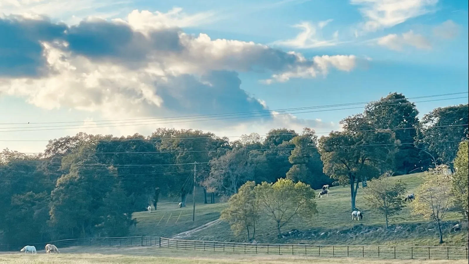 A green pasture with oak trees and a long fence under a blue sky.