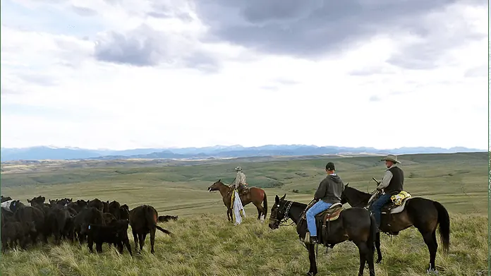 Riders on horseback beside a herd of black cattle on open grassland.