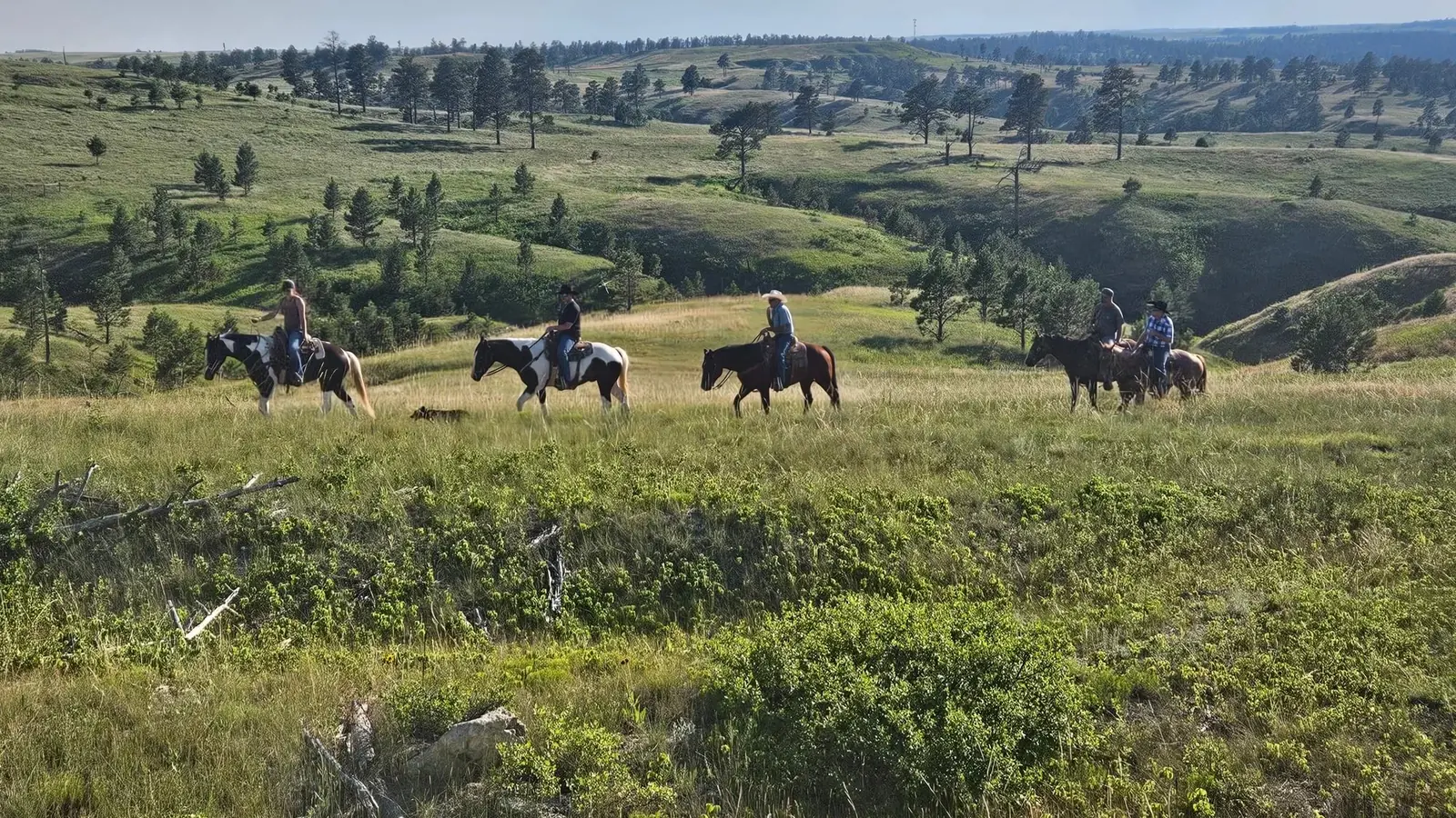Riders on horseback crossing rolling grassland dotted with pines.