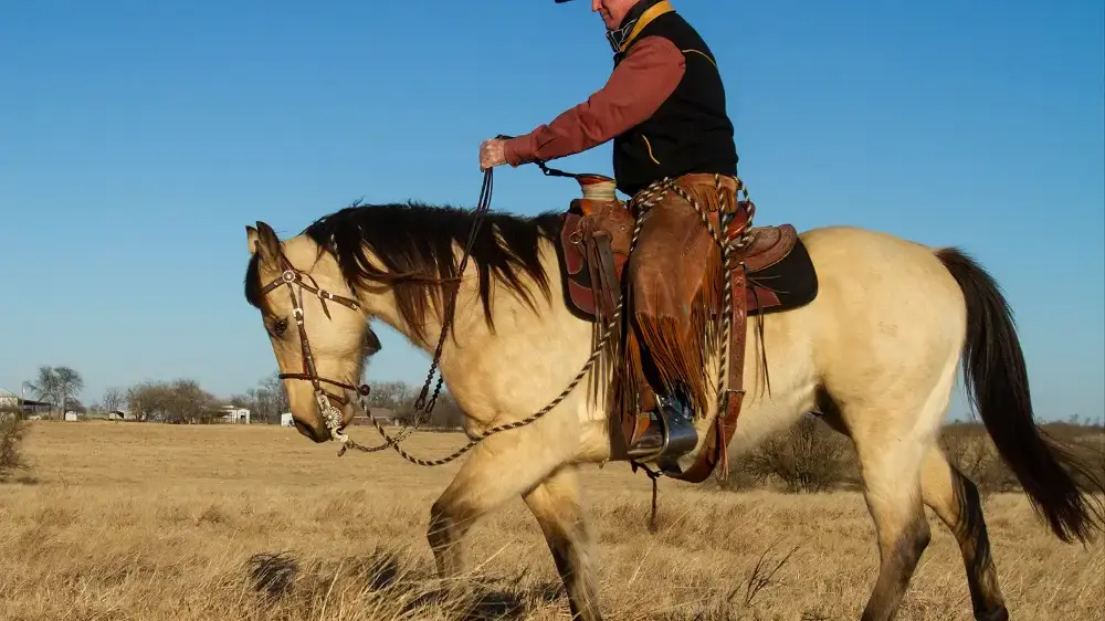 A cowboy in chaps riding a buckskin horse across a dry pasture.