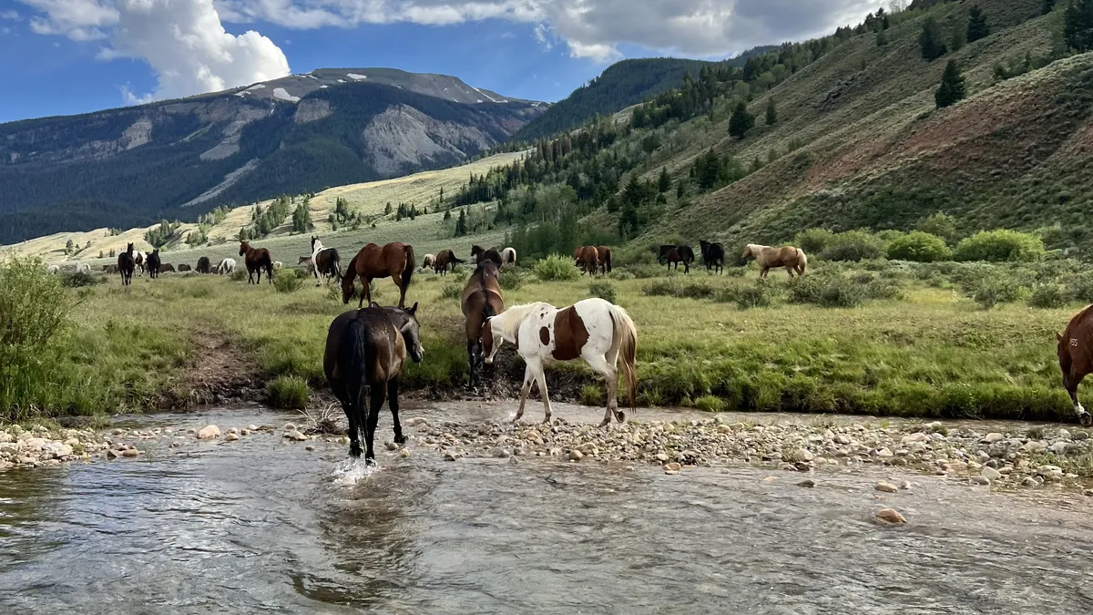 Horses drinking at and crossing a shallow creek, with the rest of the herd grazing behind.
