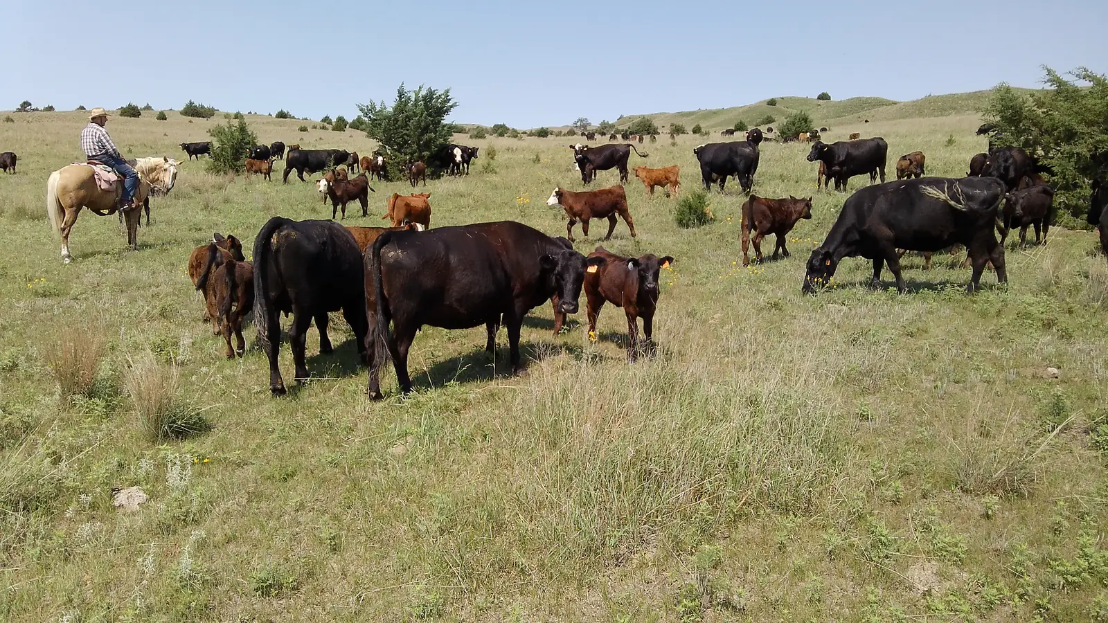 A rider on a palomino horse working through a herd of black and red cattle on open Sandhills grass.