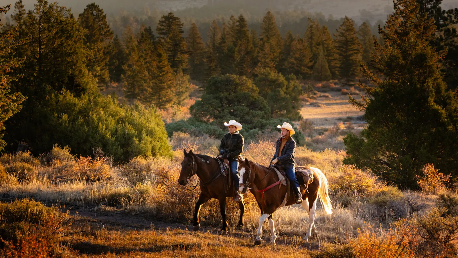 Two riders on horseback in golden evening light among pines.