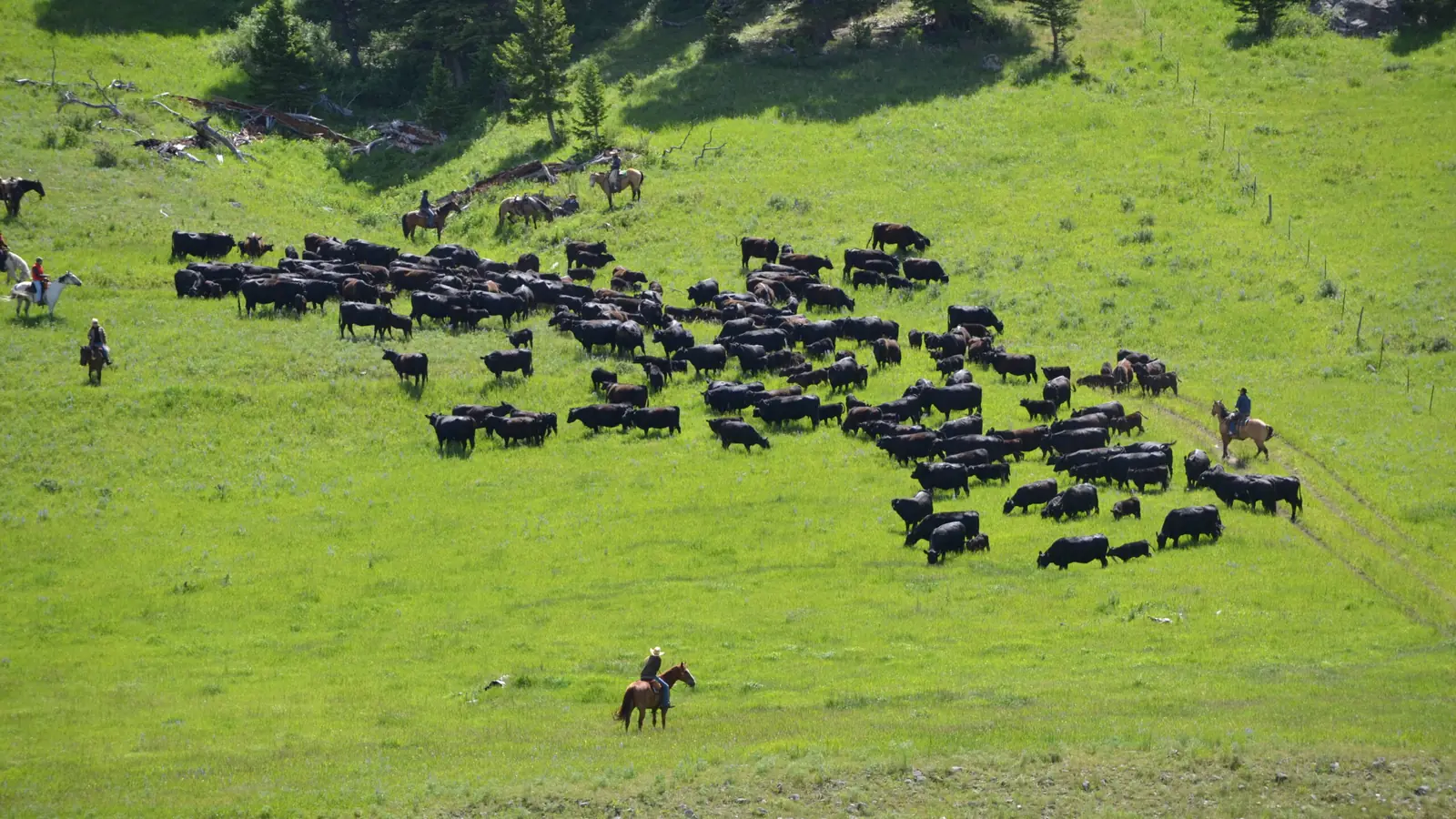 Riders gathering a herd of black cattle across a steep green hillside.