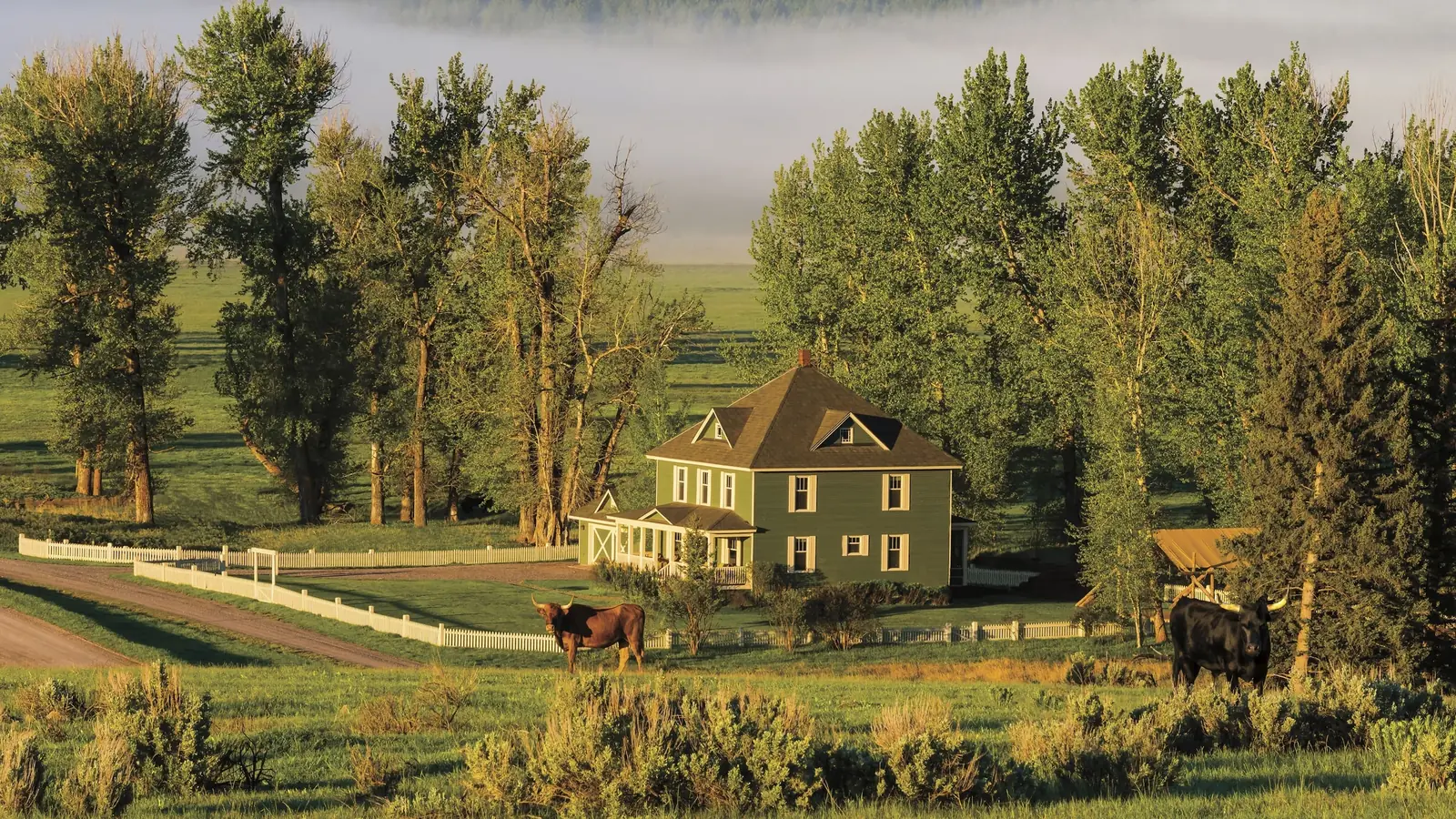 A farmhouse among cottonwoods above green pasture, with morning fog in the valley.