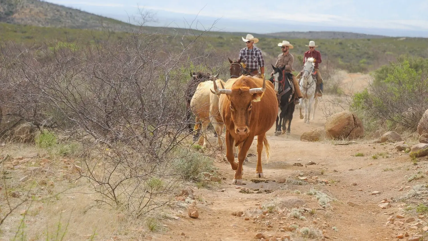 Riders moving longhorn cattle along a dusty trail through desert brush.