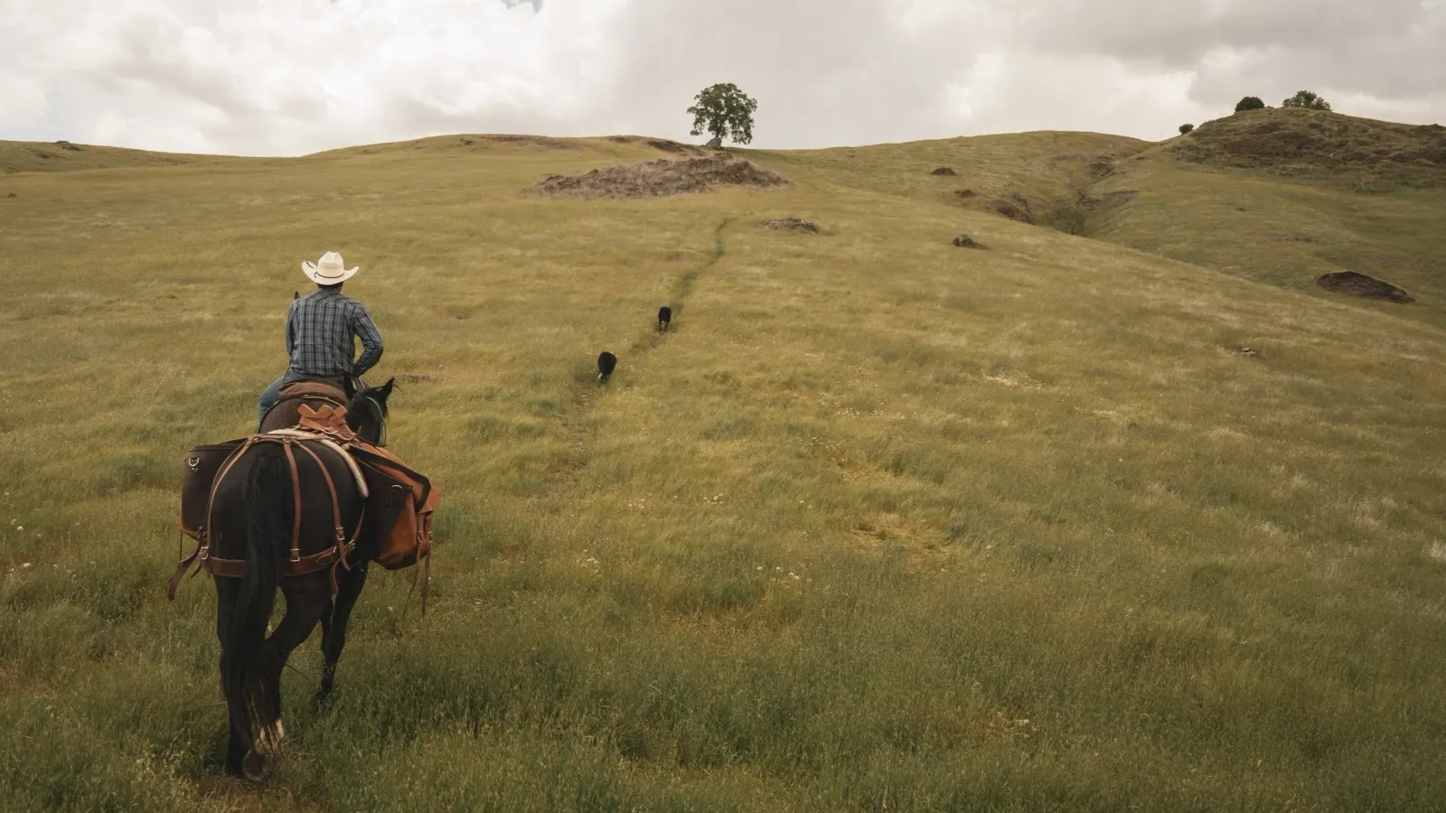 A cowboy riding up a green hillside toward a lone oak tree.