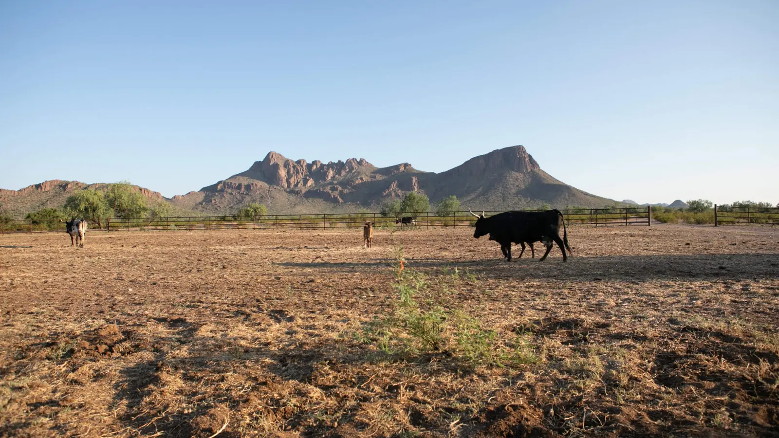 Open desert with a black bull in front of rugged Tucson mountains.