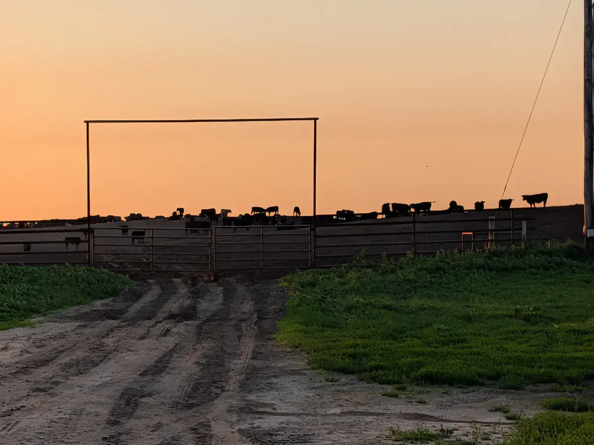 Cattle silhouetted along a corral fence under an orange sunrise.