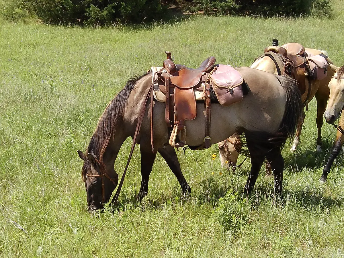 Saddled horses grazing in tall grass, with a leather saddle case behind one saddle.
